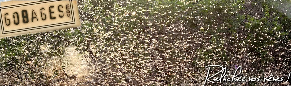 Gobages, pêche à la mouche - accueil