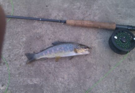 À vos cannes ! La pêche à la truite ouvre ce samedi dans le Loiret -  Orléans (45000)