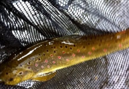 À vos cannes ! La pêche à la truite ouvre ce samedi dans le Loiret -  Orléans (45000)