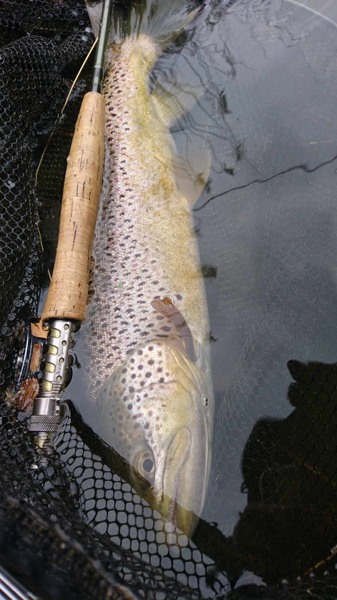 a elle la peche 5 lettres