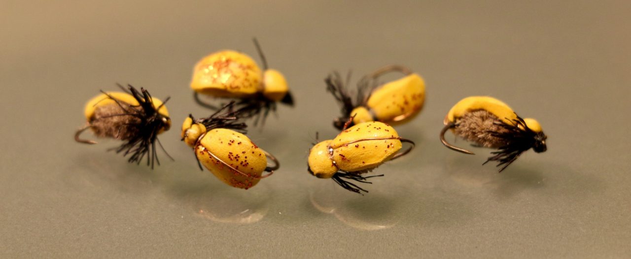 Les petits scarabées de xav06
