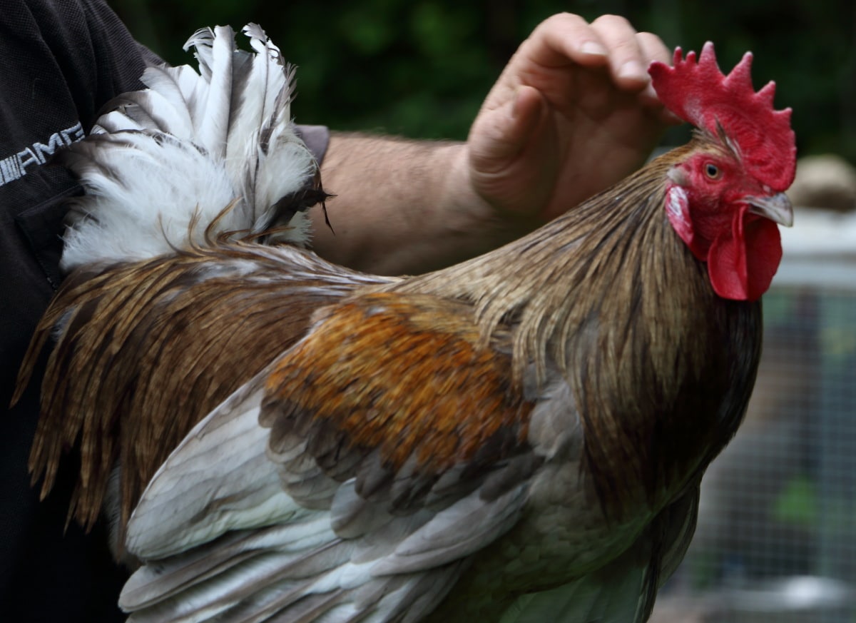 coq1