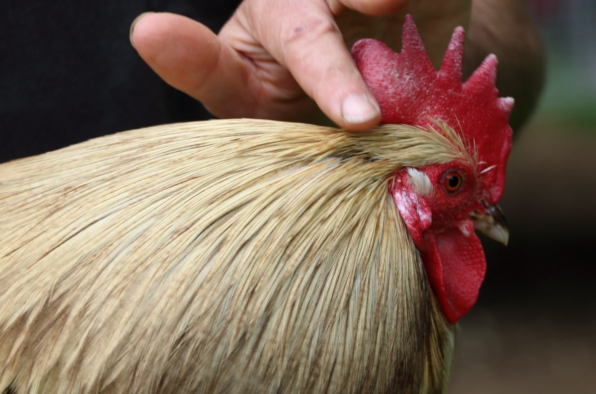 coq2