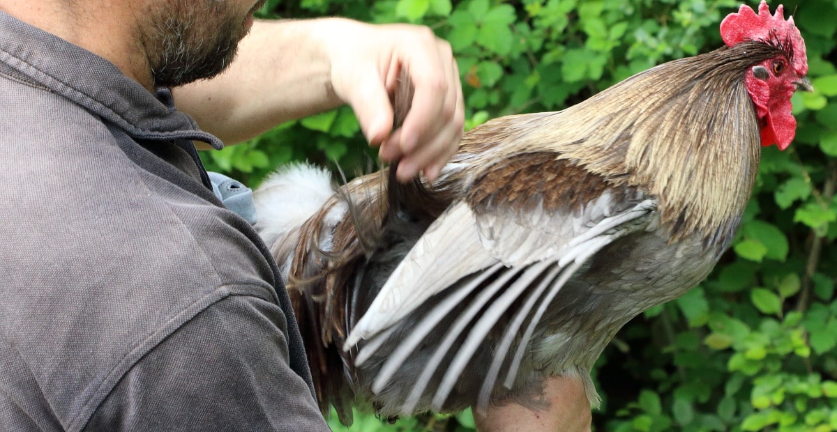 coq5