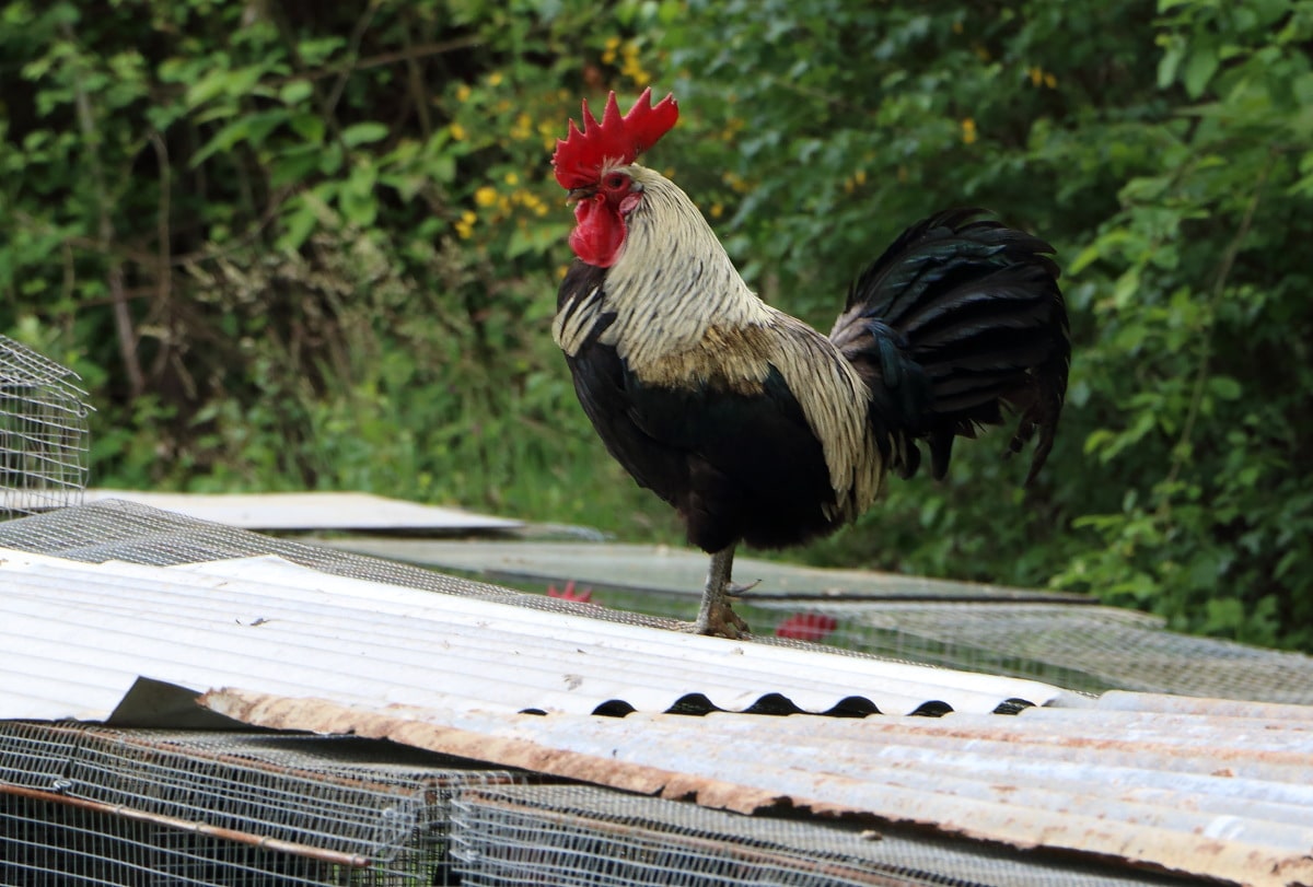 coq6